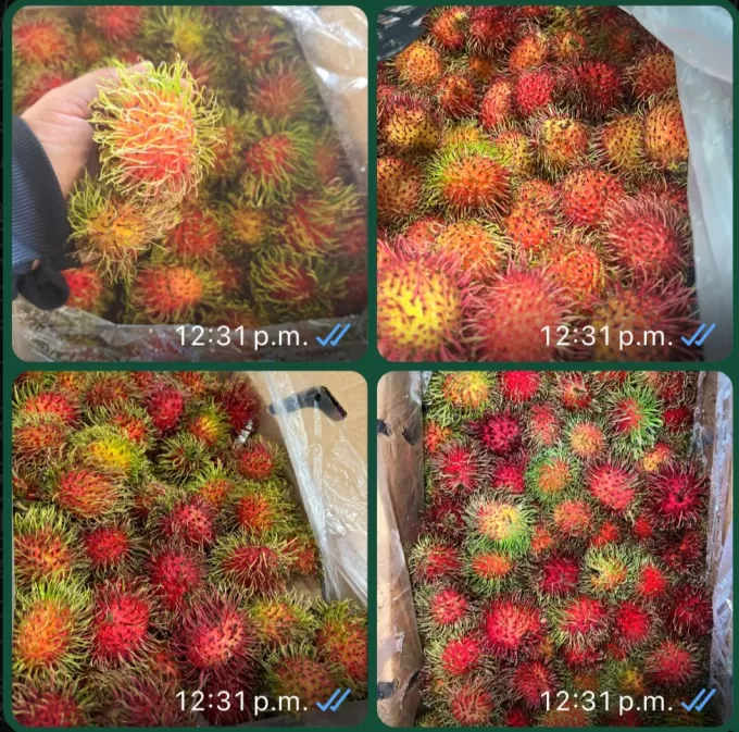 rambutan GTL