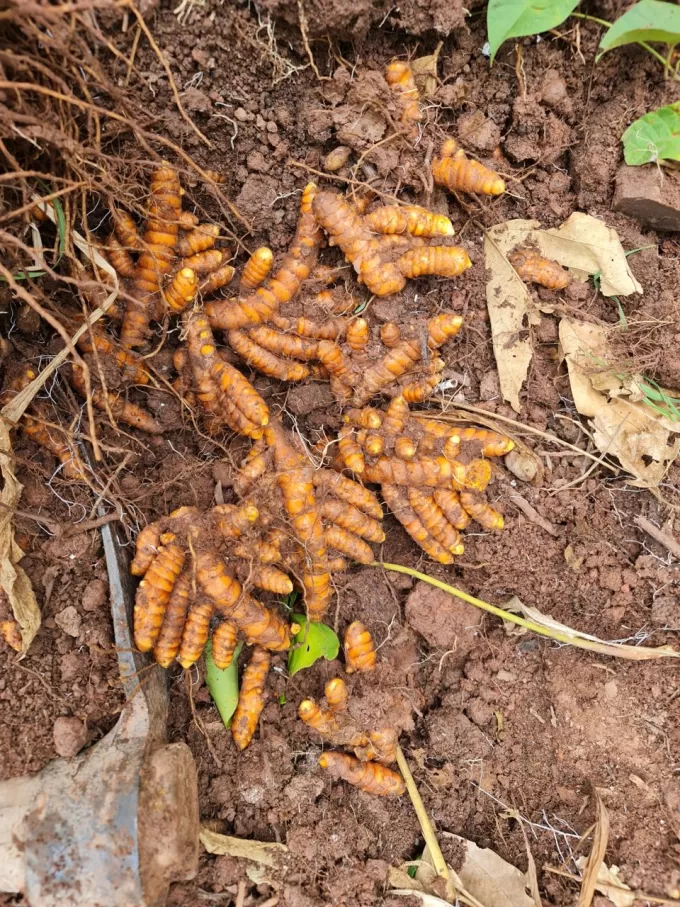 CURCUMA CALLAo