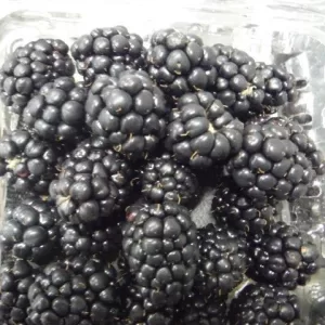 blackberries GTL1