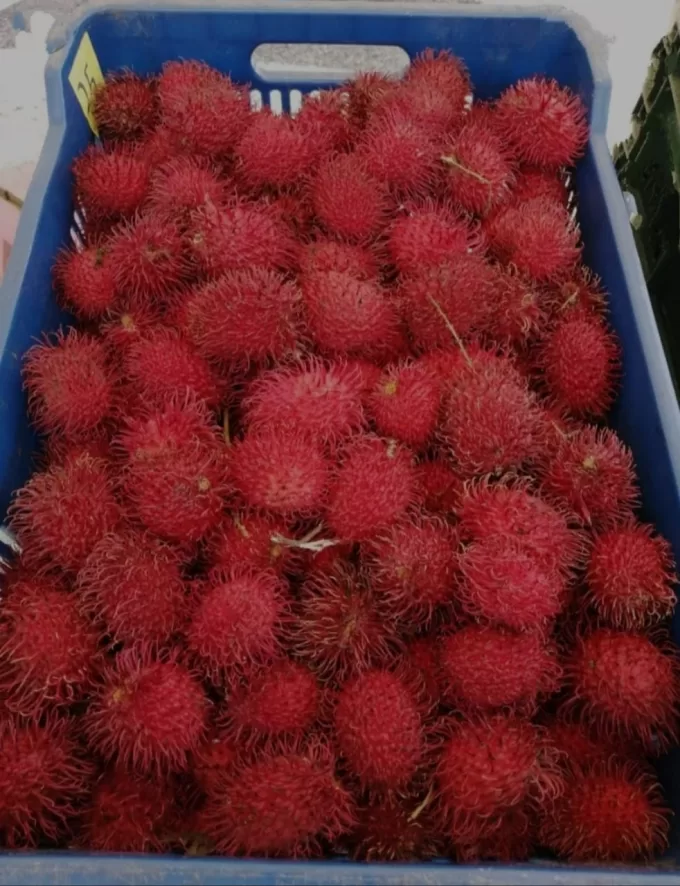 Rambutan Costa Rica