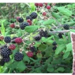 wild blackberries