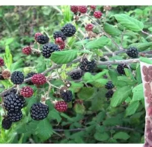 wild blackberries