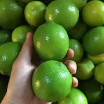 Limes