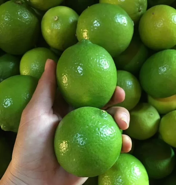 Limes