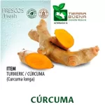 FRESH CURCUMA