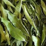 MANGO LEAVES