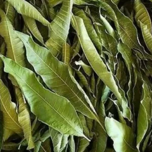 MANGO LEAVES