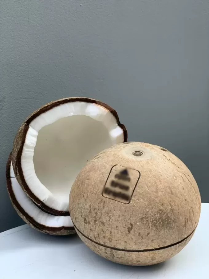 Matured coconut