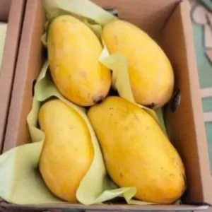 fresh mango china