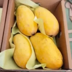 fresh mango china