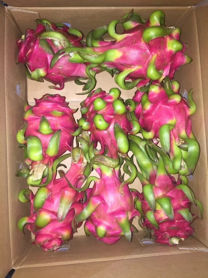 Dragon Fruit