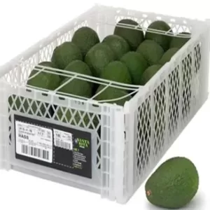 PALTA HASS EN CANASTILLA DE PLASTICO