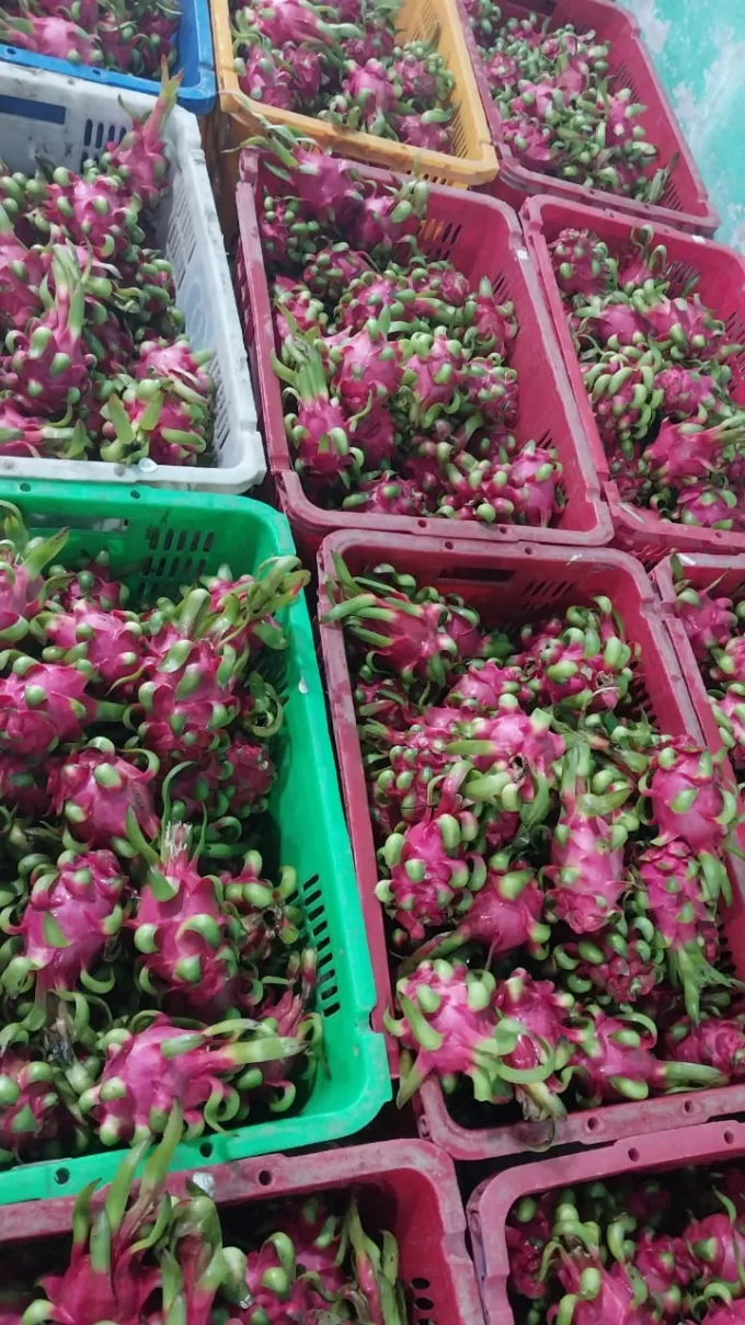 Dragon Fruit