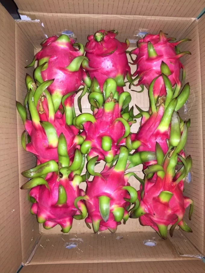 Dragon Fruit