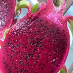 Dragon Fruit