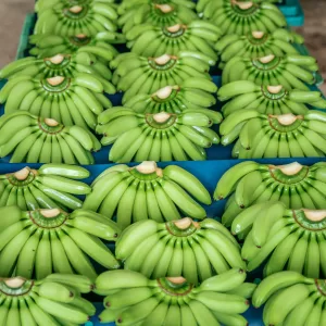 Baby Banana Ecuador