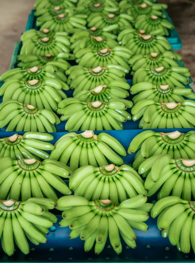 Baby Banana Ecuador