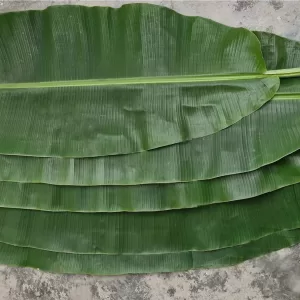 Fresh Banana Leaf Indonesia