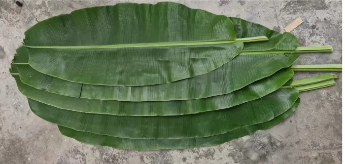 Fresh Banana Leaf Indonesia