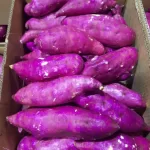 camote cr
