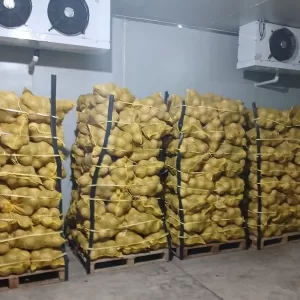 Coco Honduras/Nicaragua