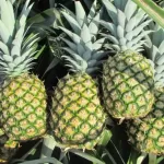 pina md2