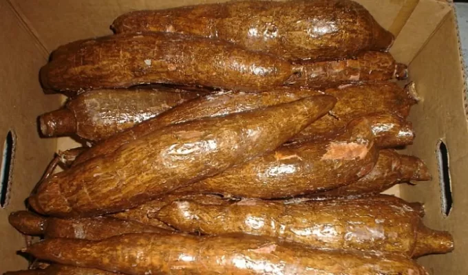 yuca p