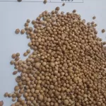 coriander seeds
