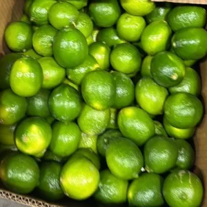 LIMES  P