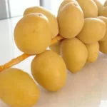 VACLA