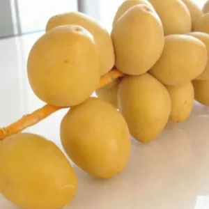VACLA