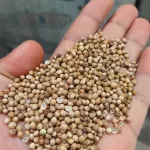 Coriander seeds