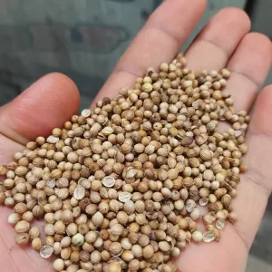 Coriander seeds