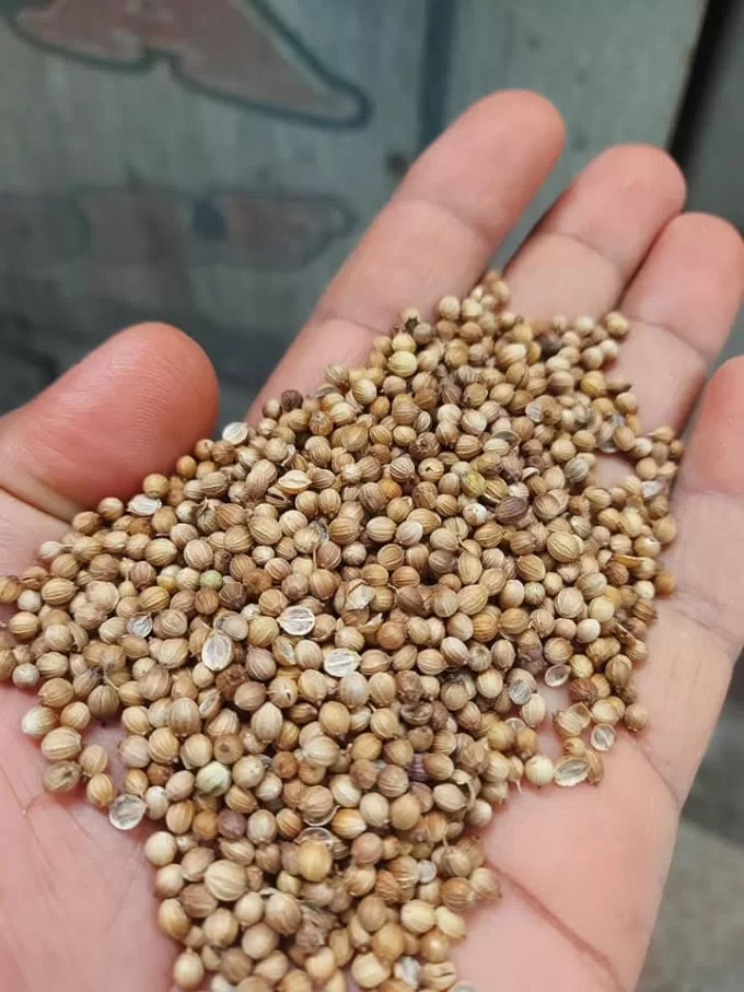 Coriander seeds