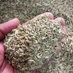 Fennel