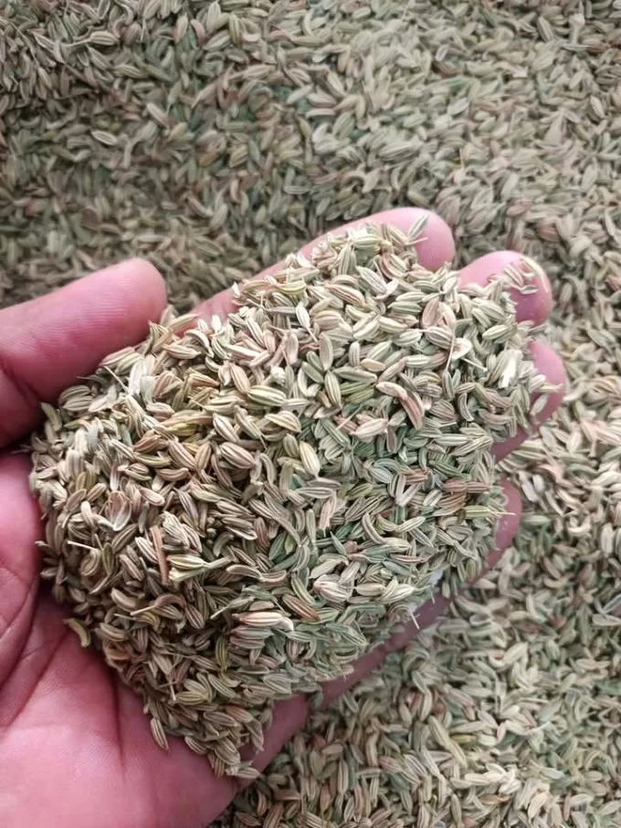 Fennel
