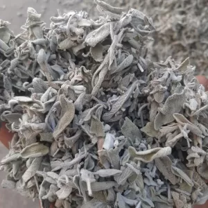 Sage