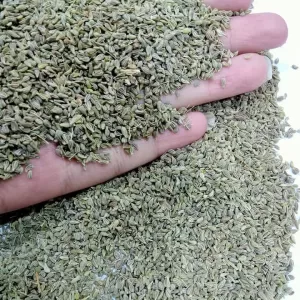 anise