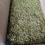 chamomile