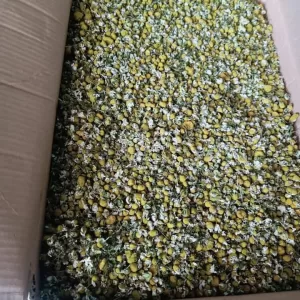 chamomile