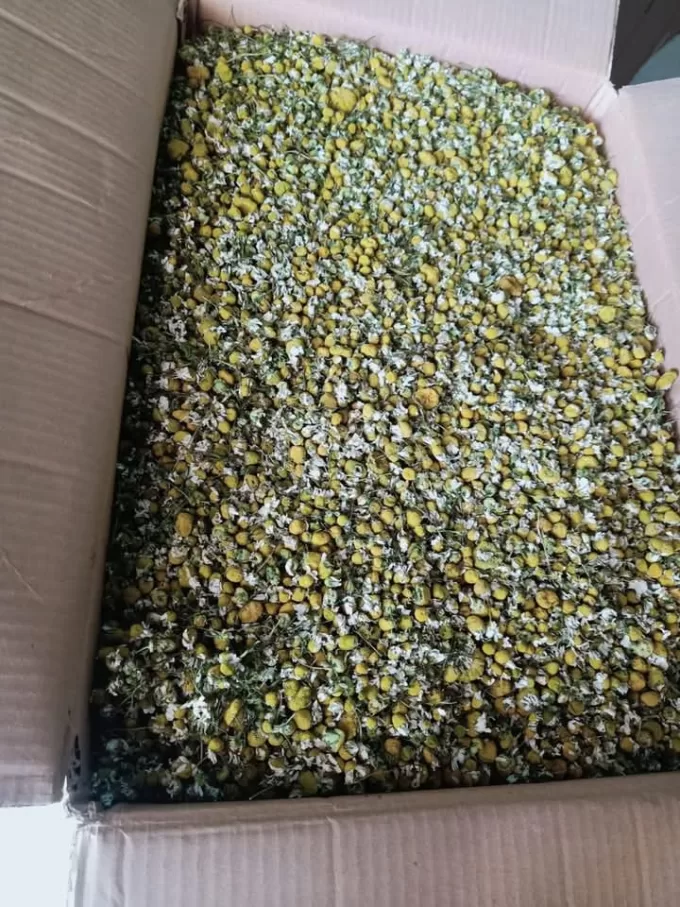 chamomile