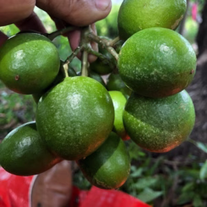 u24218-WhatsApp-Image-2025-10-24-at-10.12.49-AM-2