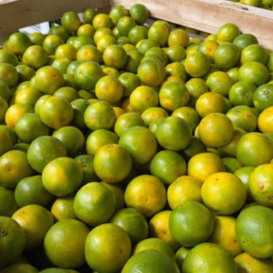 Naranjas Agrias / Bitter Oranges