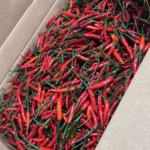 u24218-WhatsApp-Image-2025-10-24-at-10.12.52-AM-1