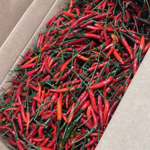 u24218-WhatsApp-Image-2025-10-24-at-10.12.52-AM-1