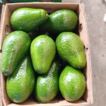 u24218-WhatsApp-Image-2025-10-26-at-11.16.12-AM-1