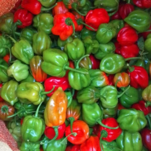 u24218-WhatsApp-Image-2025-10-29-at-3.43.09-PM-2