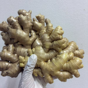 Organic Fresh Ginger Peru