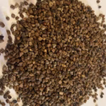 u24239-Cardamomo-Oro