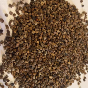 u24239-Cardamomo-Oro